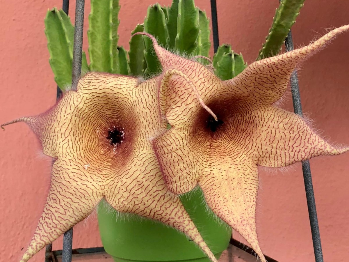 Stapelia Succulents Bloom Big All Summer Long